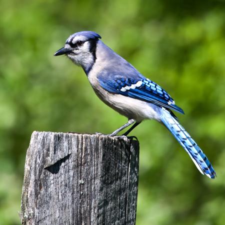 madár, fa, törzs, kék Wendy Slocum - Dreamstime