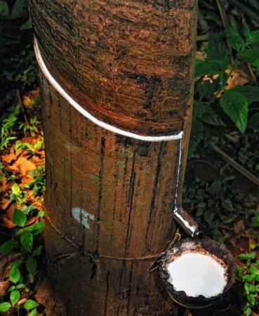fából, fa, tej Anatoli Styf - Dreamstime