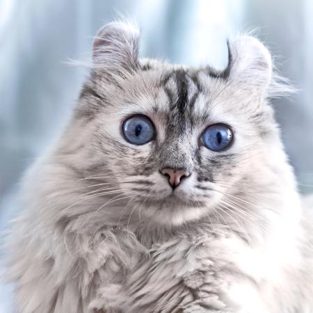 macska, szemek, állati Eugenesergeev - Dreamstime