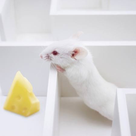 egér, egerek, sajt, labirintus Juan Manuel Ordonez - Dreamstime