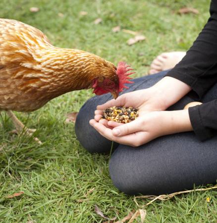 csirke, kezek, eszik, élelmiszer, fű, zöld Gillian08 - Dreamstime