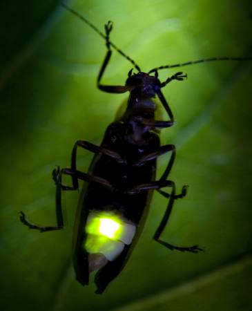 rovar, állat, vad, kicsapongó élet, kicsi, levél, zöld Fireflyphoto - Dreamstime