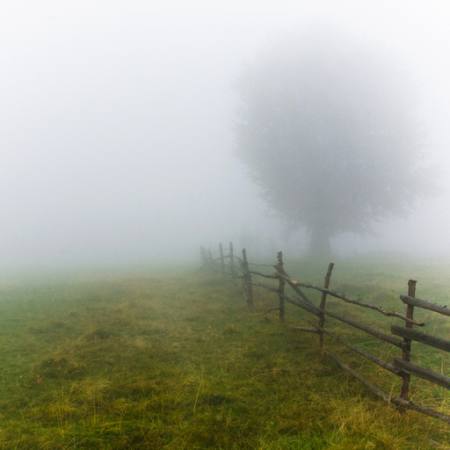 köd, mező, fa, kerítés, zöld, fű Andrei Calangiu - Dreamstime