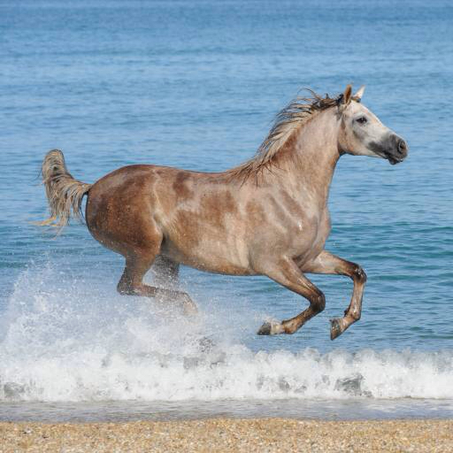 ló, víz, tenger, tengerpart, állat Regatafly