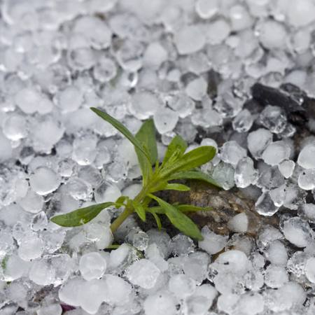 gyöngyök, jég, eső, virág, zöld, növény Dantautan - Dreamstime