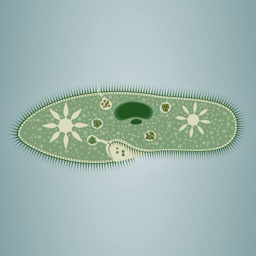 lábnyom, alga, zöld, csillag, mikroszkópos szöveti Vladimir Zadvinskii (Vladimiraz)
