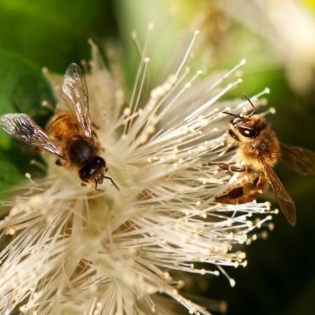 méhek, természet, méh, Lengyelország, virág Sheryl Caston - Dreamstime