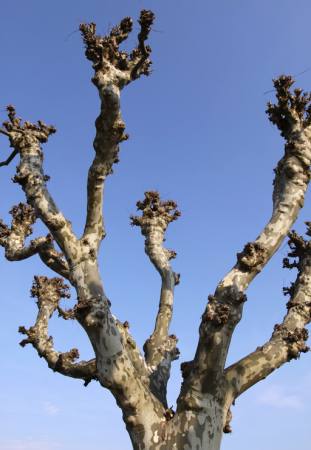fa, természet, fák, ég Bernhard Richter - Dreamstime