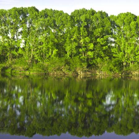 fa, fák, víz, zöld, tó Vadim Yerofeyev - Dreamstime
