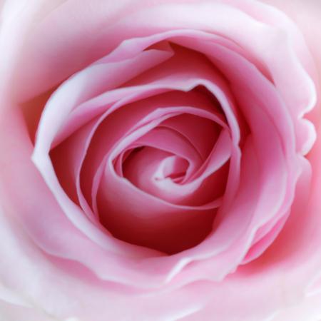 virág, rózsaszín Misterlez - Dreamstime