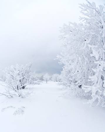 tél, fehér, fa Kutt Niinepuu - Dreamstime