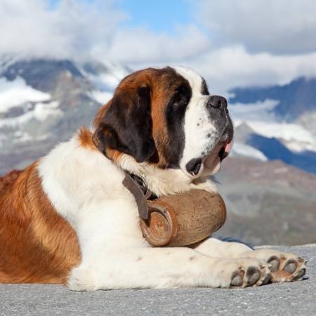kutya, hordó, hegyi Swisshippo - Dreamstime