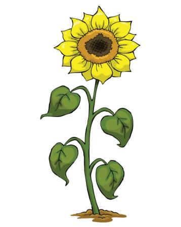 sárga, nő, virág, zöld, növény Dedmazay - Dreamstime