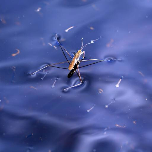 bug, rovar, víz, úszó, kék Sergey Yakovlev (Basel101658)