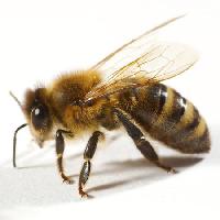Pixwords A képet méh, fly, méz Tomo Jesenicnik - Dreamstime
