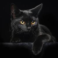 macska, állat Svetlana Petrova - Dreamstime