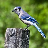Pixwords A képet madár, fa, törzs, kék Wendy Slocum - Dreamstime
