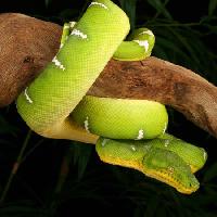 kígyó, vad, kicsapongó élet, ág, zöld Johnbell - Dreamstime