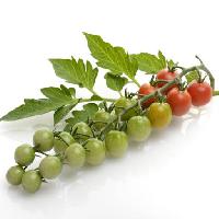 gyümölcsök, zöldségek, paradicsom, paradicsom, zöld, piros, levelek, élelmiszer Svetlana Foote (Saddako123)