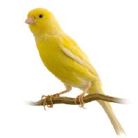 madár, sárga Isselee - Dreamstime