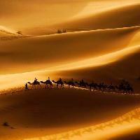 Pixwords A képet homok, sivatag, tevék, természet Rcaucino