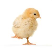csirke, állati, tojás, sárga Isselee - Dreamstime