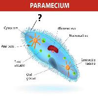 Pixwords A képet paramecium, mikrosejtmag Designua