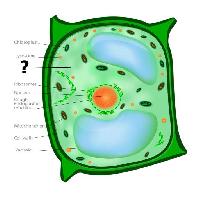 sejt, sejtekbõl álló, zöld, narancs, kloroplasztisz, NUCLEOS, vakuolumba Designua