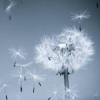 virág, fly, kék, ég, magvak Mouton1980 - Dreamstime