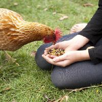csirke, kezek, eszik, élelmiszer, fű, zöld Gillian08 - Dreamstime
