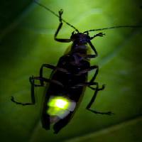 Pixwords A képet rovar, állat, vad, kicsapongó élet, kicsi, levél, zöld Fireflyphoto - Dreamstime
