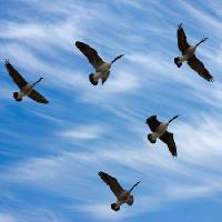a madarak, ég, fly, felhők Scol22 - Dreamstime