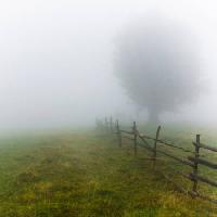 köd, mező, fa, kerítés, zöld, fű Andrei Calangiu - Dreamstime
