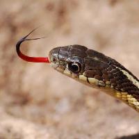 kígyó, állat, vad Gerald Deboer (Jerryd)