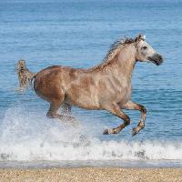 Pixwords A képet ló, víz, tenger, tengerpart, állat Regatafly