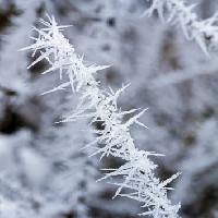 Pixwords A képet fagy, jég, tél, tüske Haraldmuc - Dreamstime
