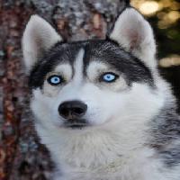 Pixwords A képet kutya, szem, kék, állati Mikael Damkier - Dreamstime