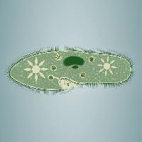 Pixwords A képet lábnyom, alga, zöld, csillag, mikroszkópos szöveti Vladimir Zadvinskii (Vladimiraz)