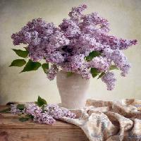 virágok, váza, lila, asztal, kendő Jolanta Brigere - Dreamstime