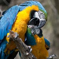Pixwords A képet papagáj, madár, színes, madarak Marek Jelínek - Dreamstime