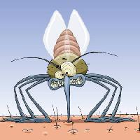 szúnyog, állatok, haj, legyek, család, fertőzés, a malária Dedmazay - Dreamstime