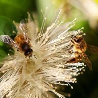 Pixwords A képet méhek, természet, méh, Lengyelország, virág Sheryl Caston - Dreamstime