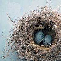 Pixwords A képet fészek, tojás, madár, kék, otthon, Antaratma Microstock Images © Elena Ray - Dreamstime