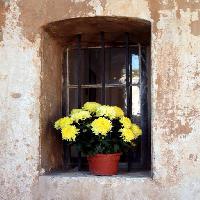virágok, virág, ablak, sárga, fal Elifranssens