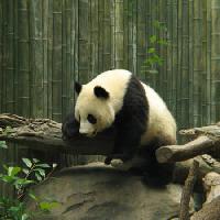 panda, medve, kicsi, fekete, fehér, fa, erdő Nathalie Speliers Ufermann - Dreamstime