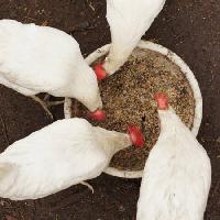 Pixwords A képet csirkék, eszik, élelmiszer, tál, fehér, gabona, búza Alexei Poselenov - Dreamstime
