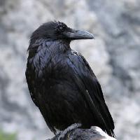 madár, fekete, csúcs Matthew Ragen - Dreamstime
