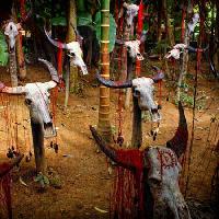 Pixwords A képet fej, fej, koponya, koponyák, vér, fák, állatok Victor Zastol`skiy - Dreamstime