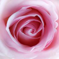 Pixwords A képet virág, rózsaszín Misterlez - Dreamstime