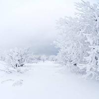 Pixwords A képet tél, fehér, fa Kutt Niinepuu - Dreamstime